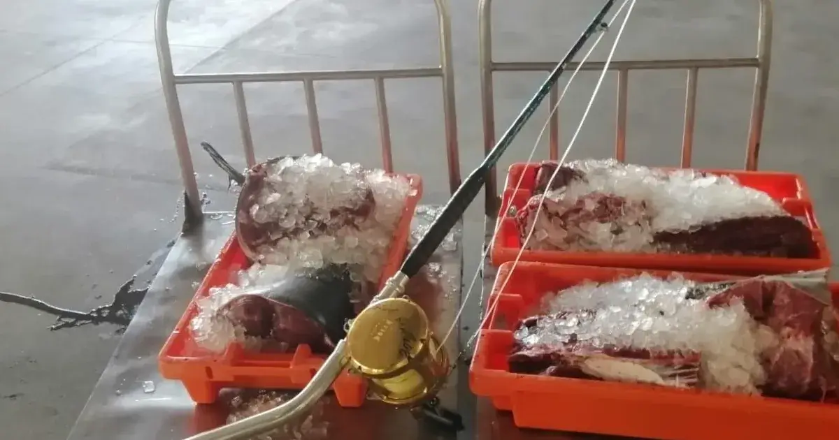 Atum-rabilho apreendido pela autoridade marítima