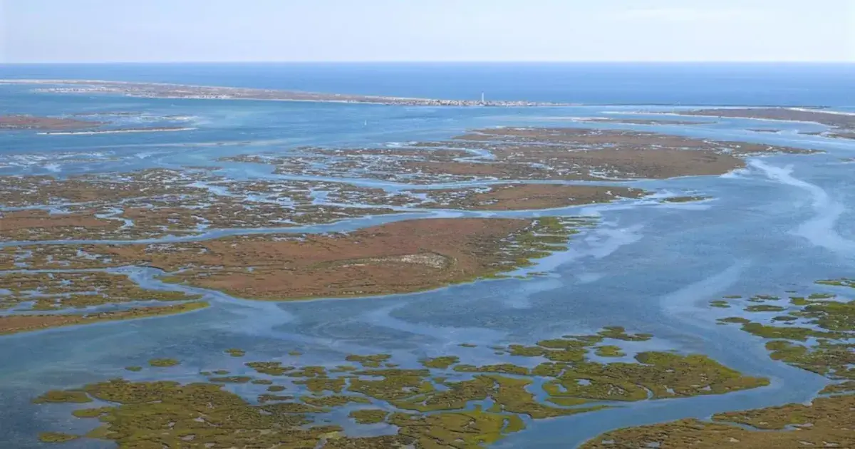 Algas para a indústria algarvia
