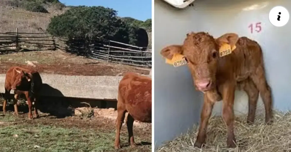 Raça bobina algarvia tem mais uma vitela