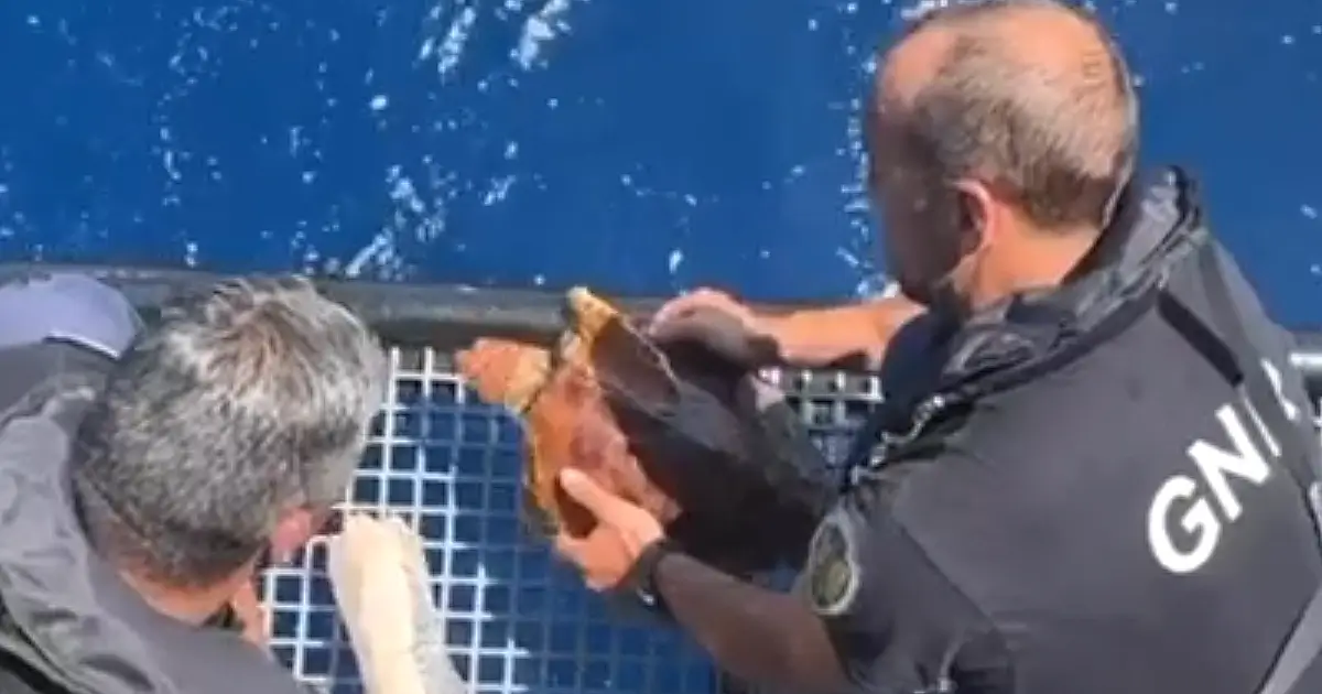 GNR liberta tartaruga de uma rede e de plásticos