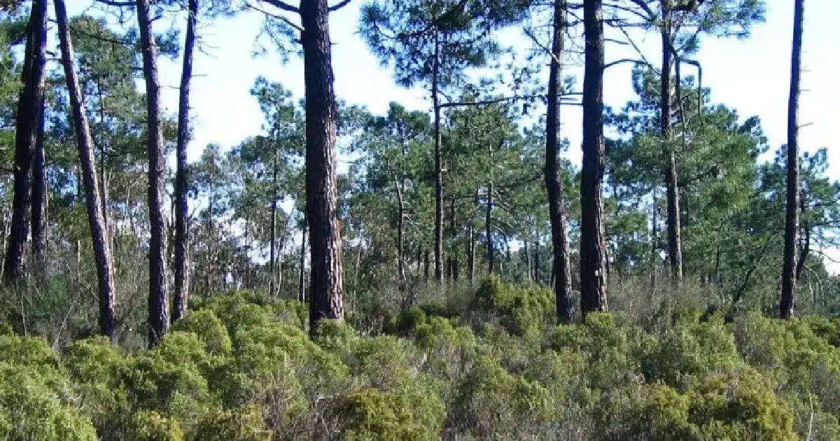 Zimbrais dunares da Mata litoral