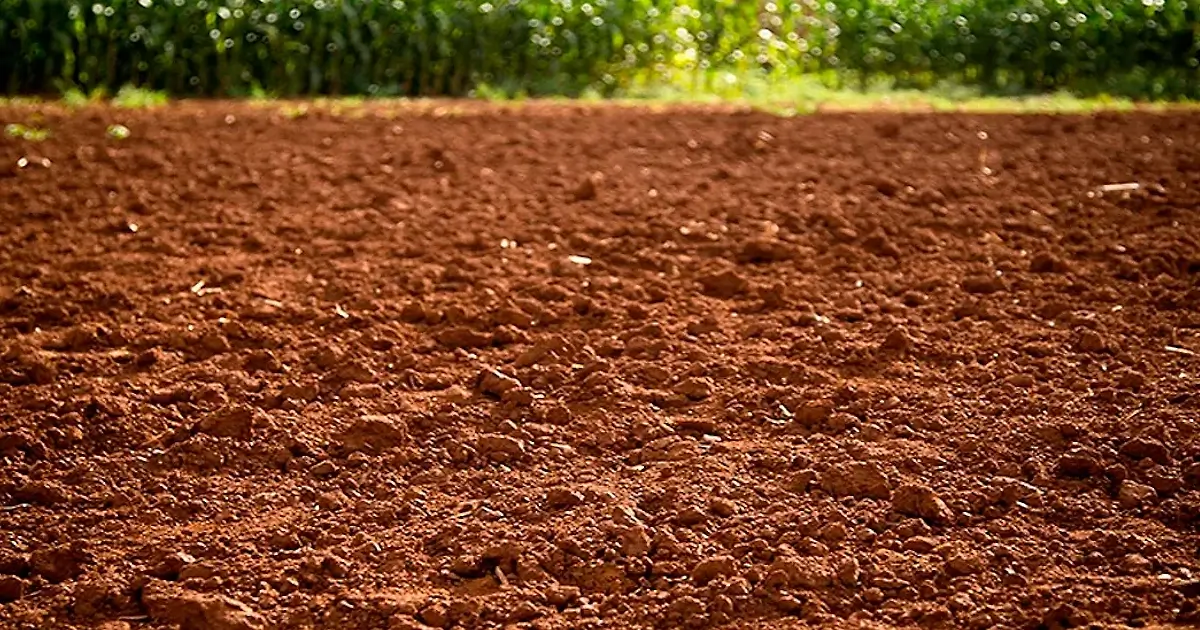 Seminário emTavira sobre saúde dos solos