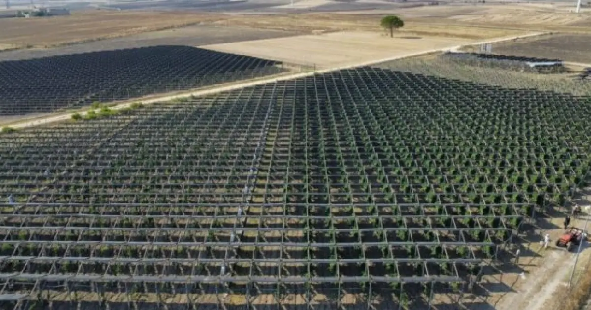 Vinhedo italiano beneficiado com painéis solares
