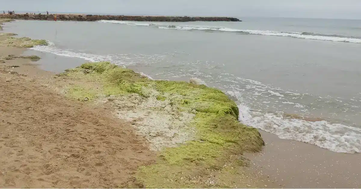 O mar não é uma piscina artificial e tem algas marinhas nas praias