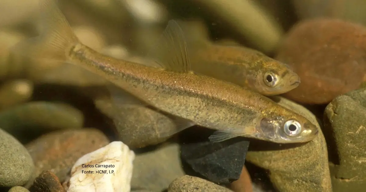 O Saramugo como estará