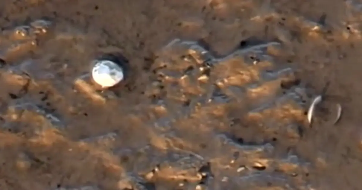 Apreensão de amêijoa Japonesa em Castro Marim