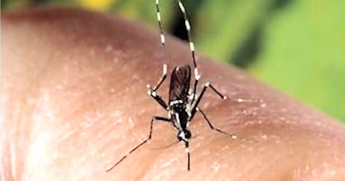 Mosquito exótico ameaça Algarve