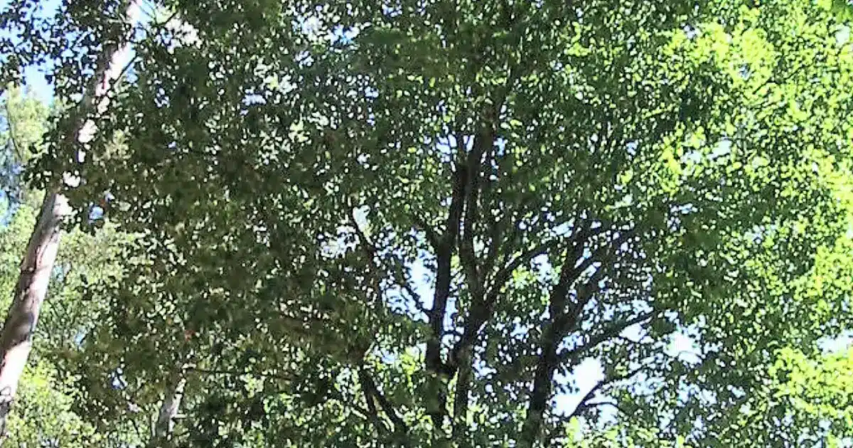 Conservação do Carvalho-de-Monchique