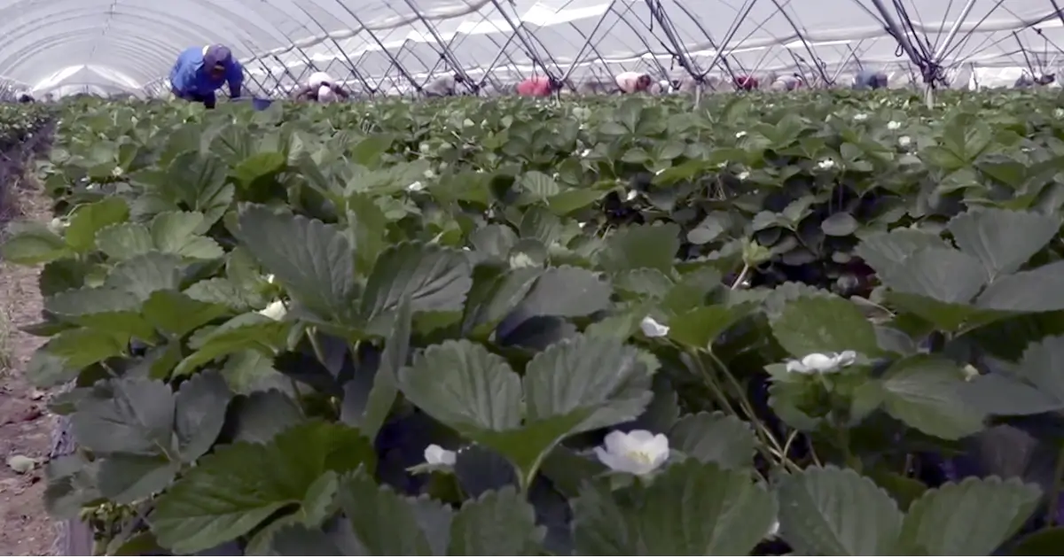 Exportações de Huelva a Crescer