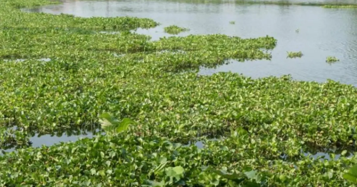 Jacinto-de-água é praga no Guadiana em Espanha