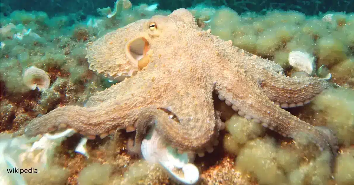 Plano de Gestão da Pesca ao Polvo