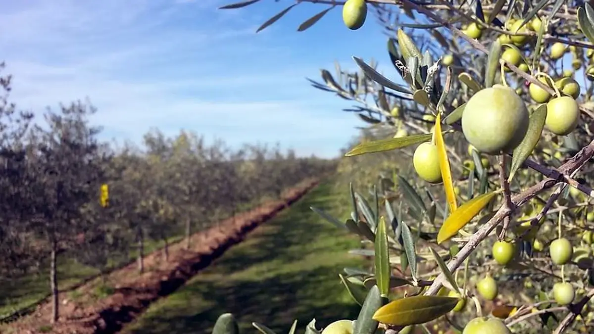 Preços do azeite em baixa