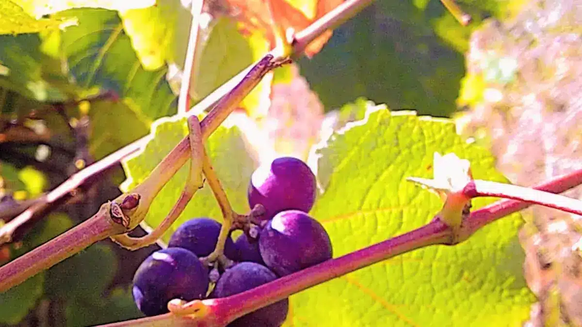 Vinho do Algarve atinge milhões de litros em produção