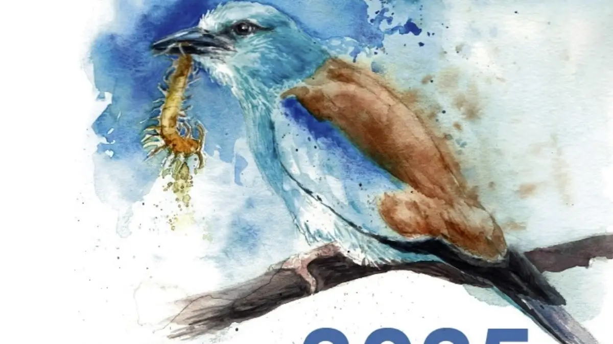 A aves estepárias de Mértola