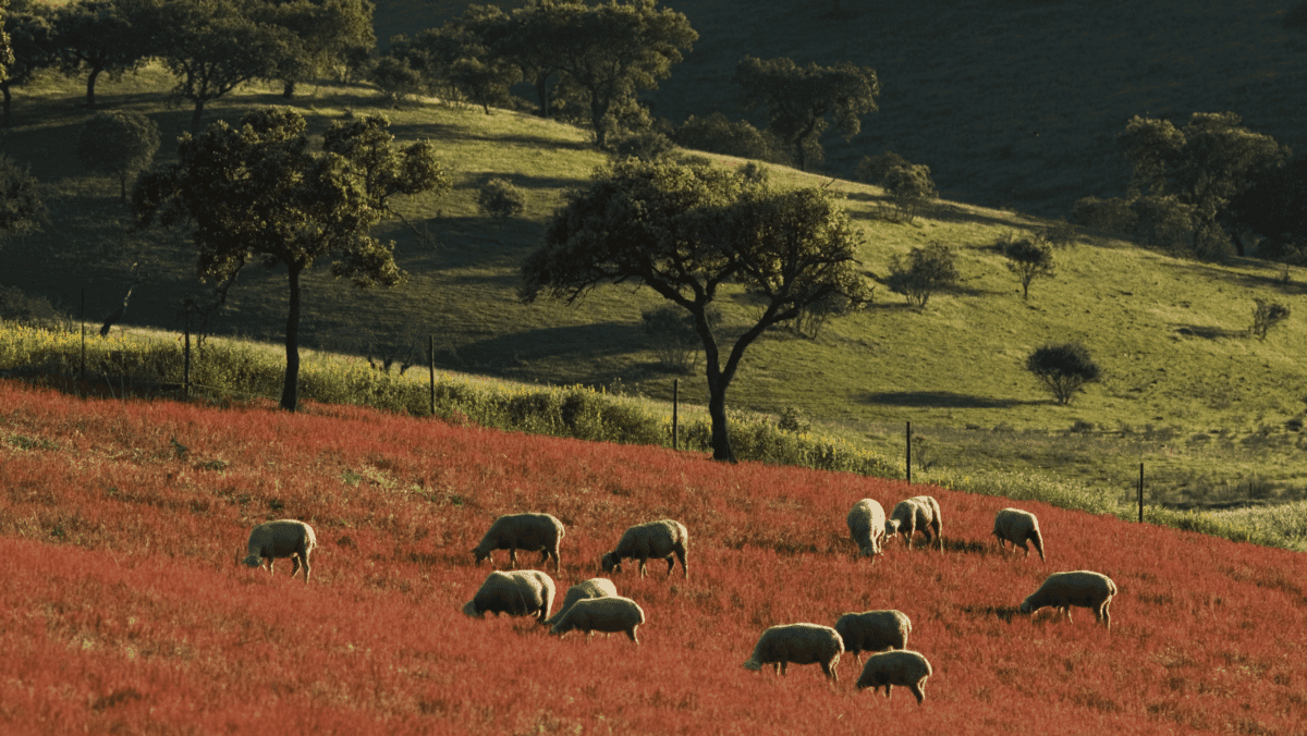 O montado de Serpa como sistema agrícola Mundial