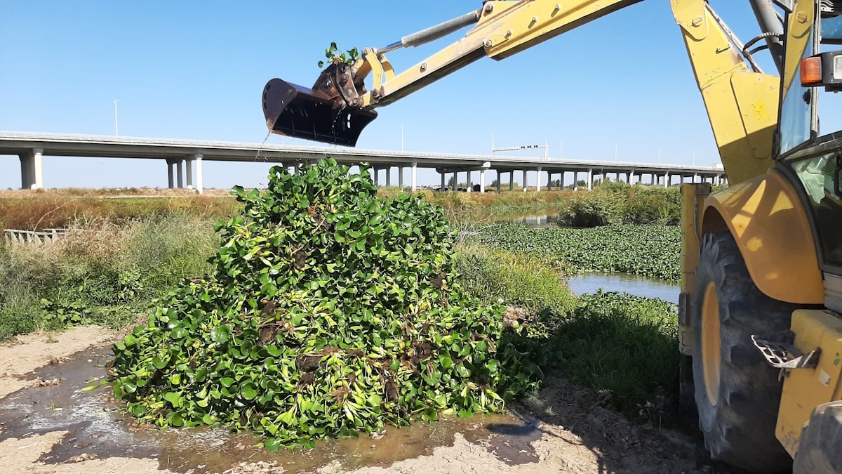 Combate ao jacinto-de-água é nacional