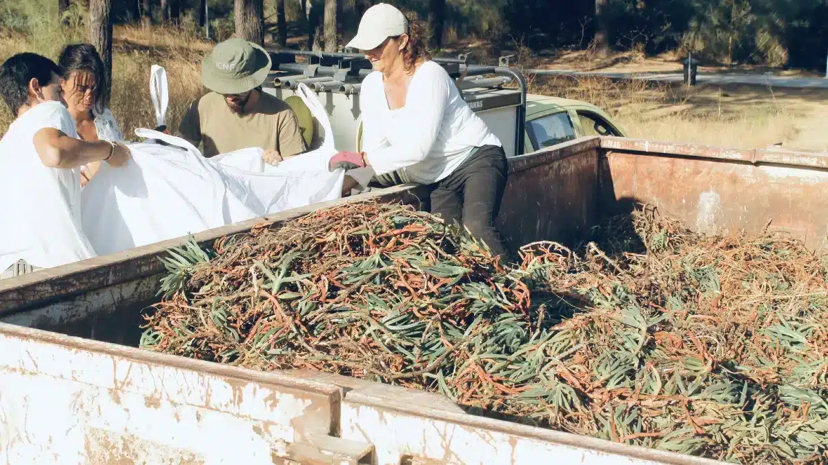 Mais de uma tonelada de Chorão-das-Praias retirada