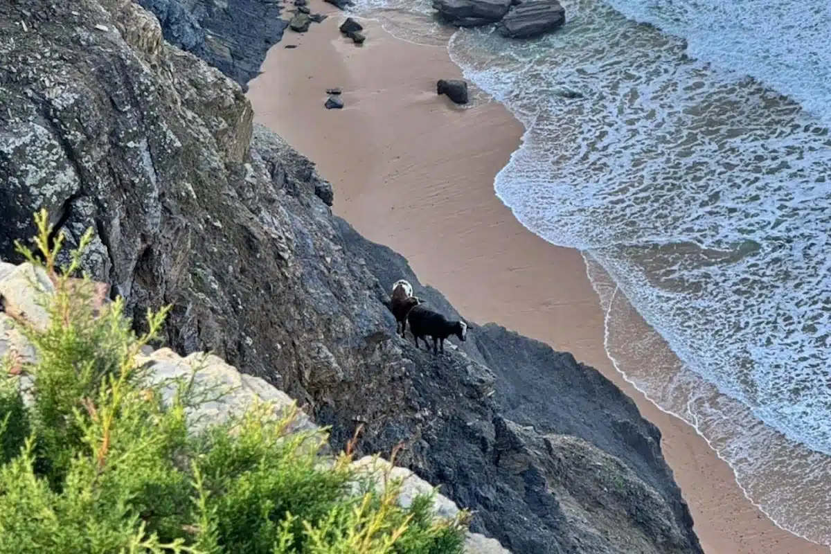 Missão de alto risco para resgate de dois cães presos na Arriba dos Caixões