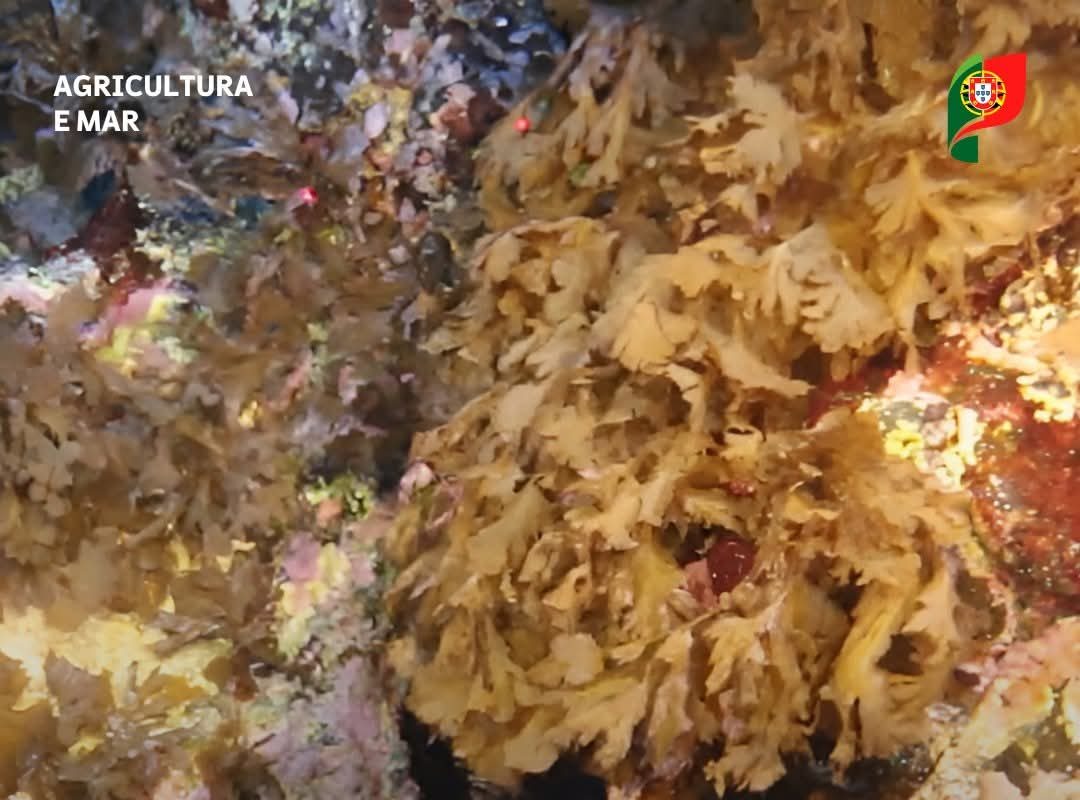Maior Área Marinha Protegida de Sempre