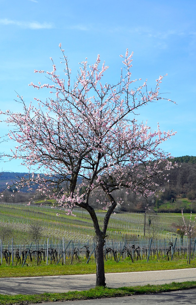 almond tree, blossom, bloom, nature, almond blossom, spring, tree, beginning of spring, landscape-4950353.jpg