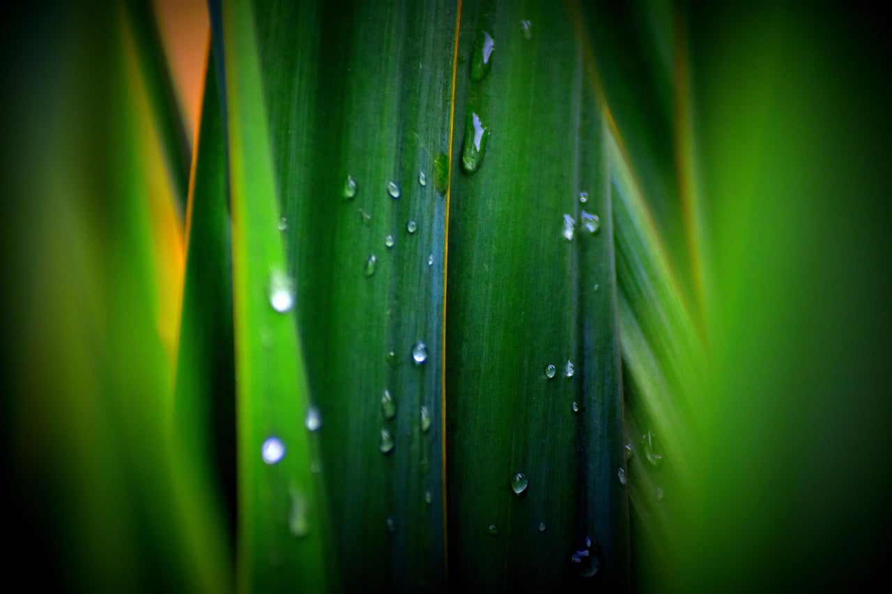 plant, just add water, rain, foliage, green, color, happy, water, drop, fresh, liquid, nature, macro, wet, clean-4598730.jpg