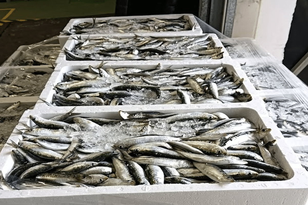 Conservas Conceición retoma