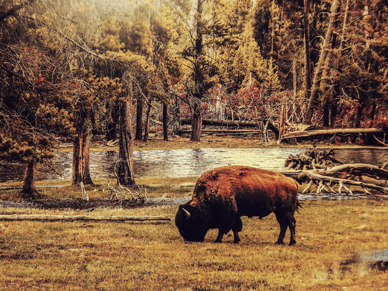 Bisontes no Alto Tejo: A Nova “Brigada Natural” contra Incêndios em Espanha