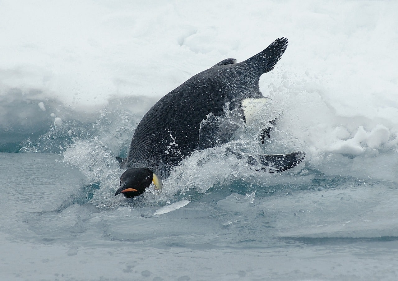 A experiência de um português que viveu com mil pinguins na Antártida