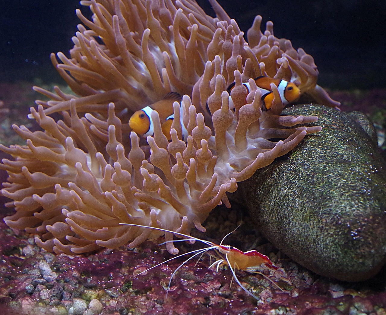 Atividades em terra são “as maiores ameaças” às florestas marinhas em Portugal